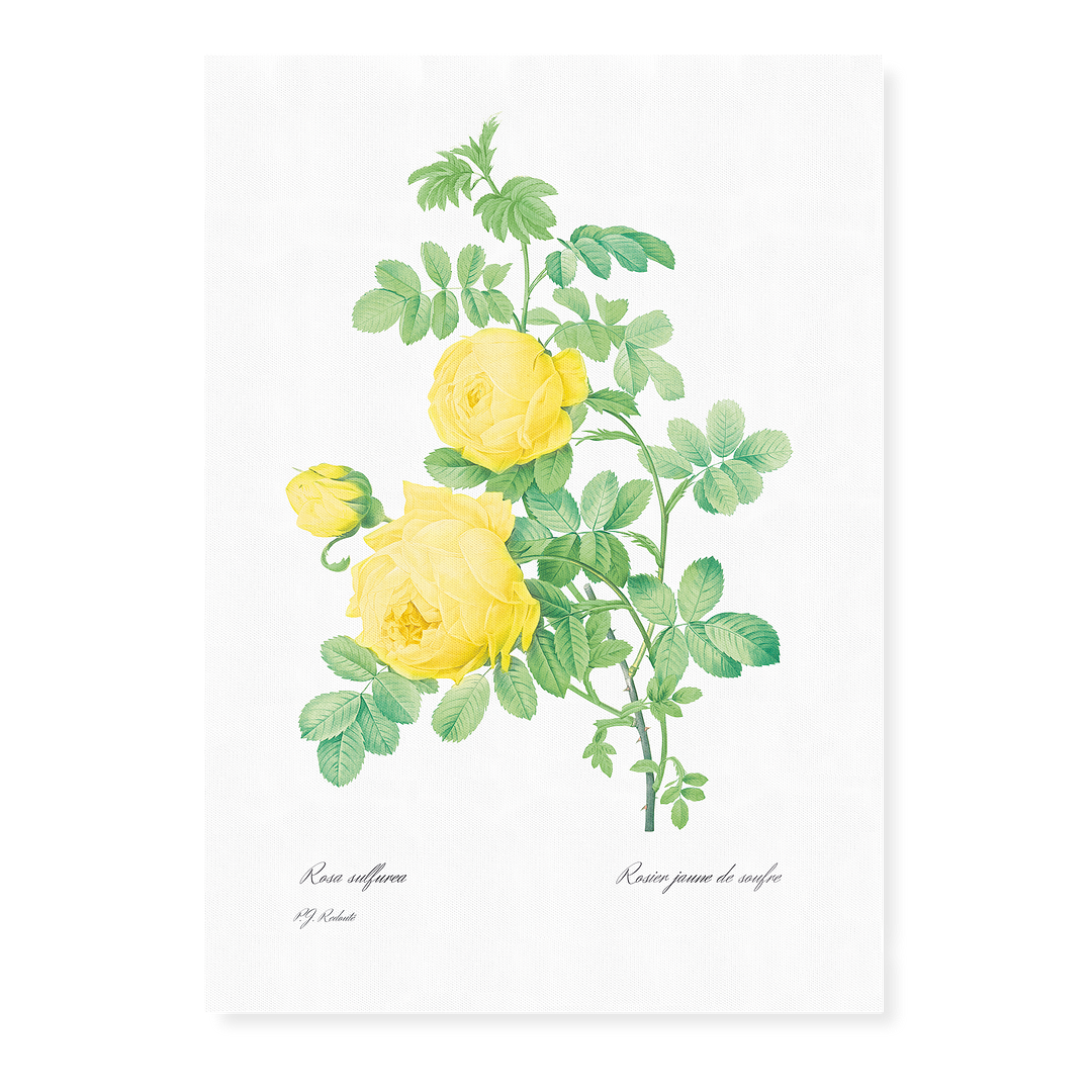 Yellow Rose of Sulfur By Pierre-Joseph Redouté - Art Print