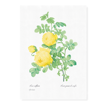 Yellow Rose of Sulfur By Pierre-Joseph Redouté - Art Print