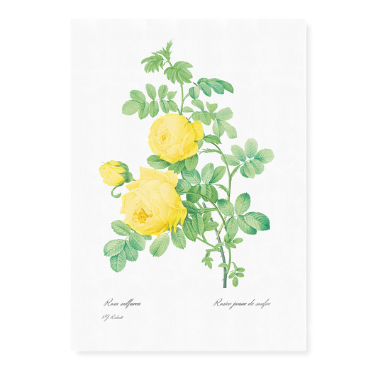 Yellow Rose of Sulfur By Pierre-Joseph Redouté - Art Print