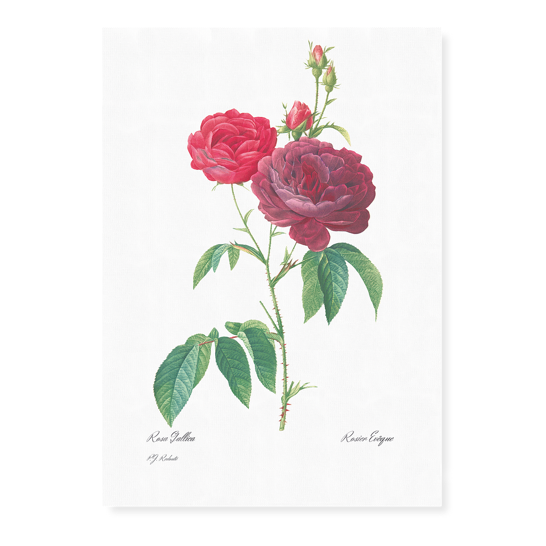 Purple French Rose By Pierre-Joseph Redouté - Art Print