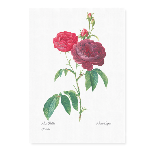 Purple French Rose By Pierre-Joseph Redouté - Art Print