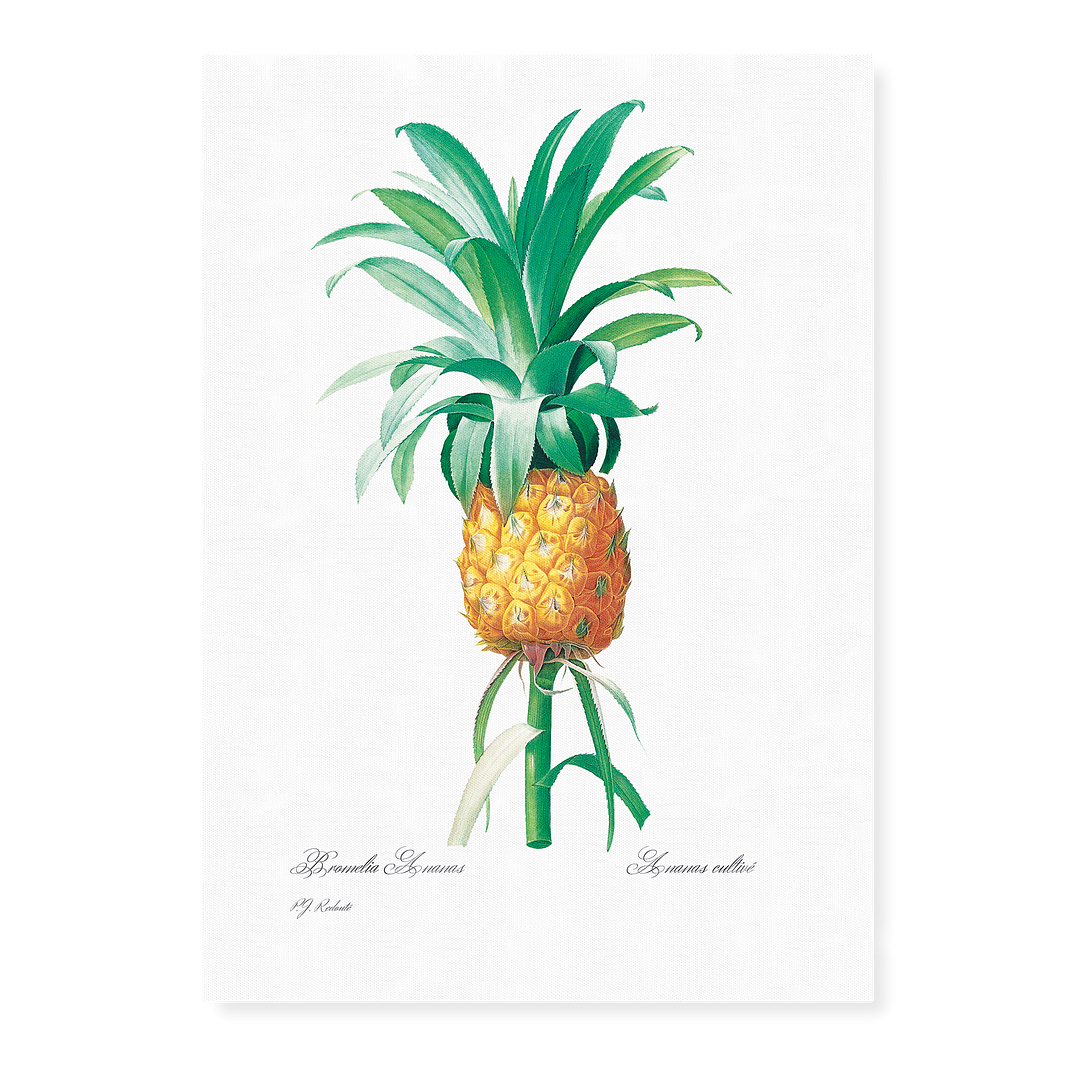 Pineapple By Pierre-Joseph Redouté - Art Print