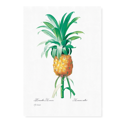 Pineapple By Pierre-Joseph Redouté - Art Print