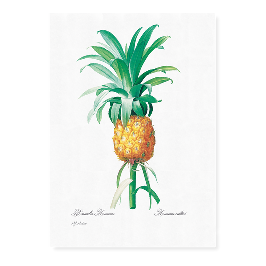 Pineapple By Pierre-Joseph Redouté - Art Print