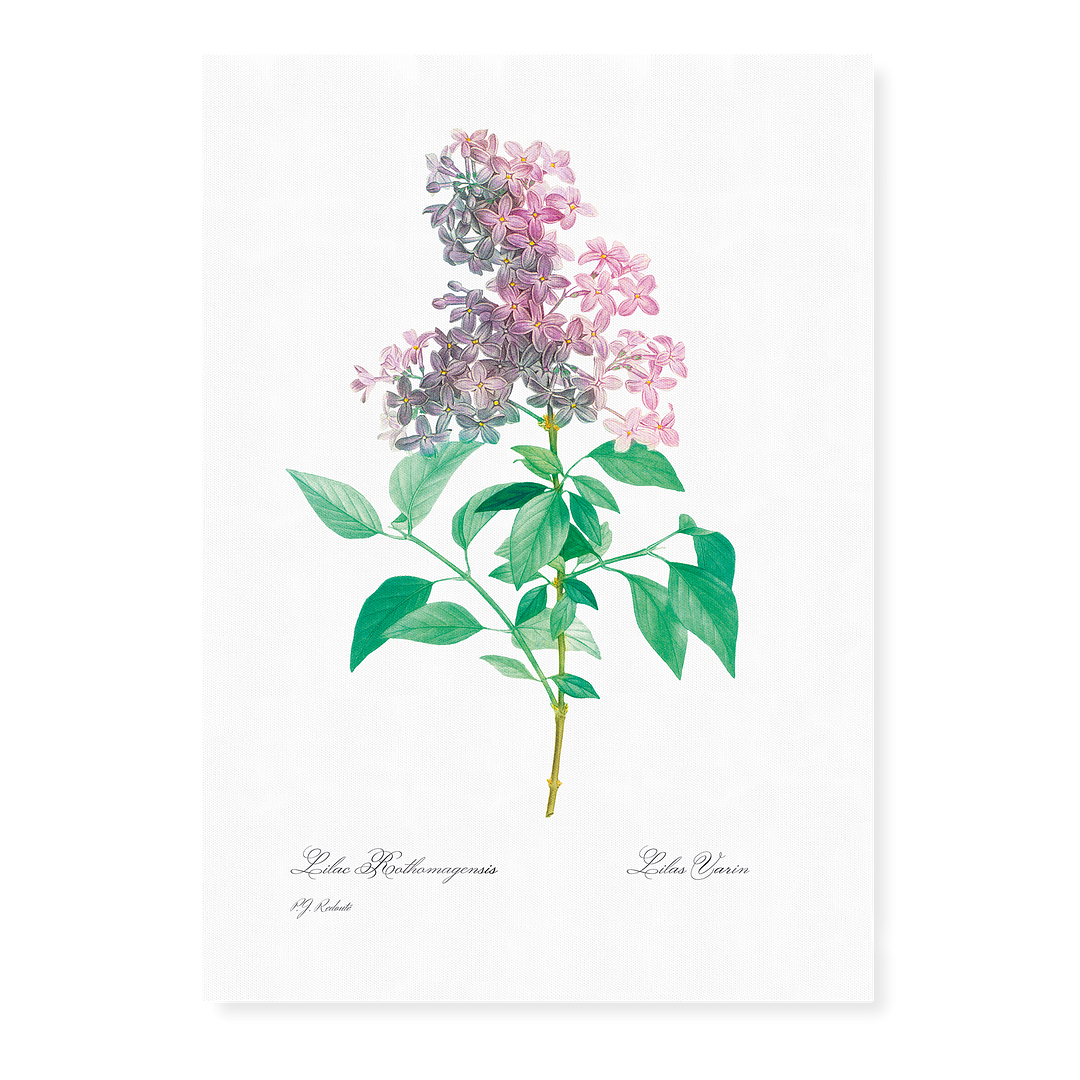 Persian lilac  By Pierre-Joseph Redouté - Art Print