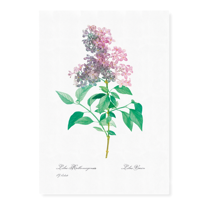 Persian lilac  By Pierre-Joseph Redouté - Art Print