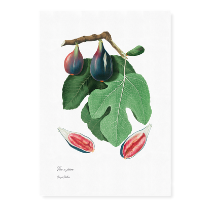 Fig By Giorgio Gallesio - Art Print