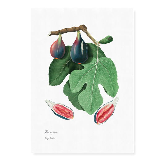 Fig By Giorgio Gallesio - Art Print