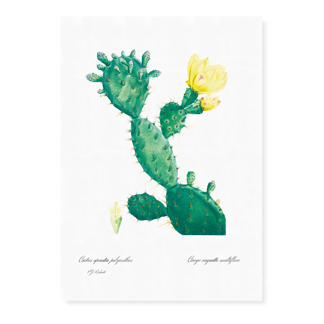 Aloe Opuntia Polyanthos By Pierre-Joseph Redouté - Art Print