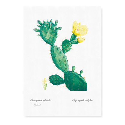 Aloe Opuntia Polyanthos By Pierre-Joseph Redouté - Art Print