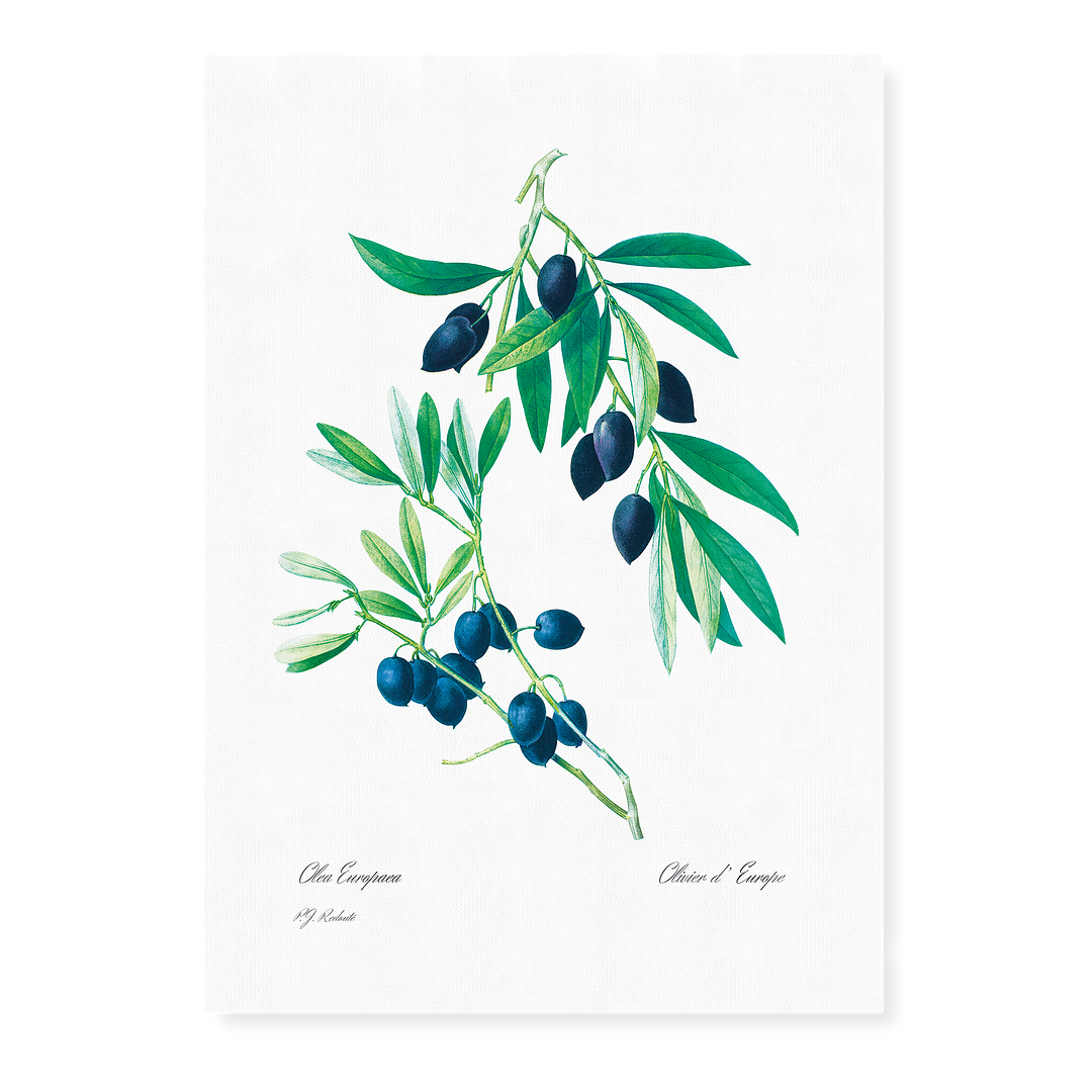 Olive By Pierre-Joseph Redouté - Art Print