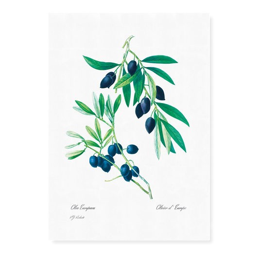 Olive By Pierre-Joseph Redouté - Art Print