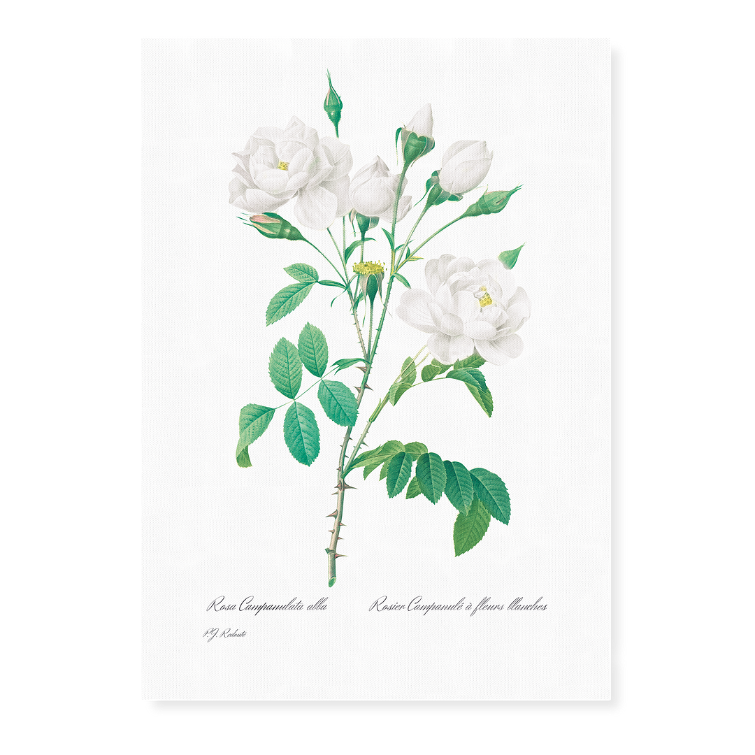 Pink Bellflowers to White Flowers By Pierre-Joseph Redouté - Art Print