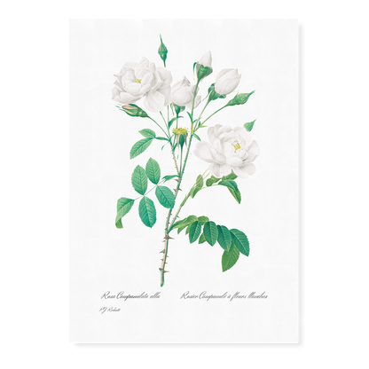 Pink Bellflowers to White Flowers By Pierre-Joseph Redouté - Art Print