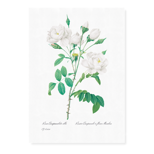 Pink Bellflowers to White Flowers By Pierre-Joseph Redouté - Art Print