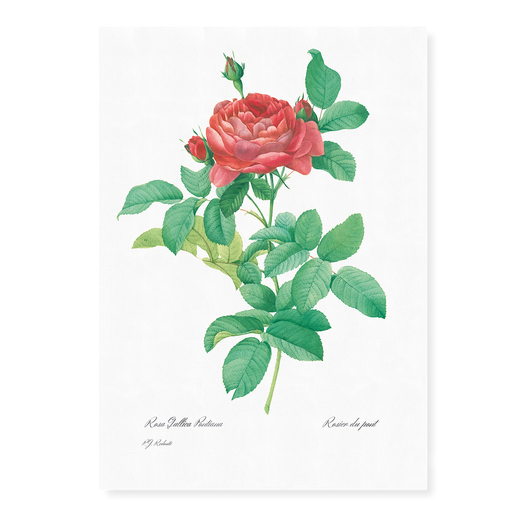 Bridge Rose By Pierre-Joseph Redouté - Art Print