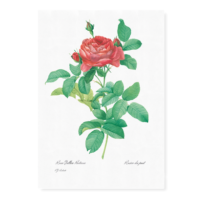 Bridge Rose By Pierre-Joseph Redouté - Art Print