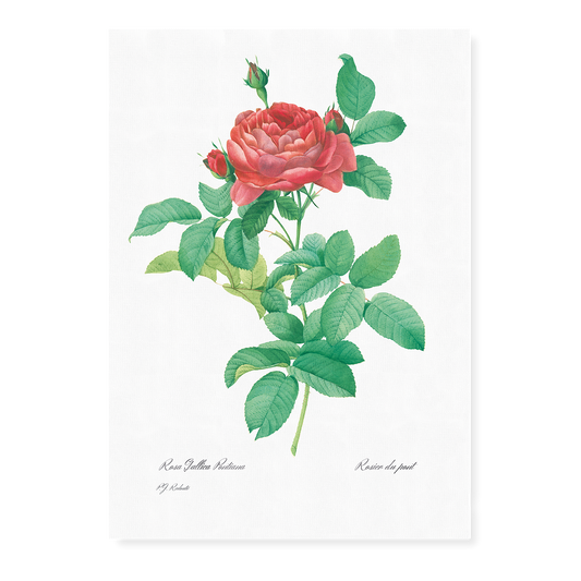 Bridge Rose By Pierre-Joseph Redouté - Art Print