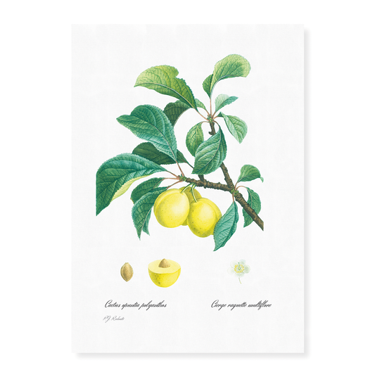 Plum By Pierre-Joseph Redouté - Art Print