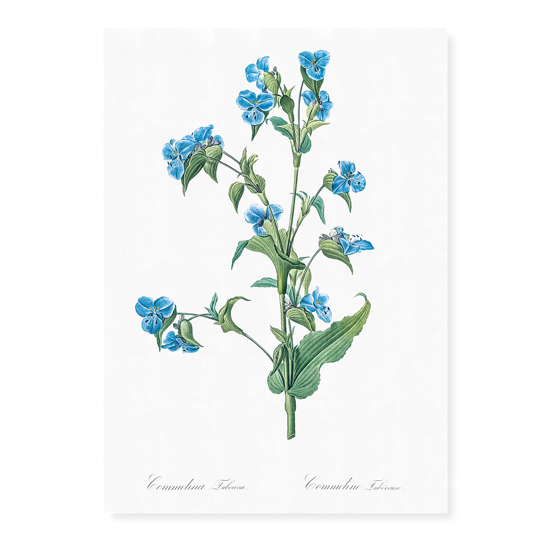 Commelina tuberosa By Pierre-Joseph Redouté - Art Print