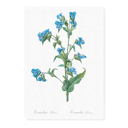 Commelina tuberosa By Pierre-Joseph Redouté - Art Print