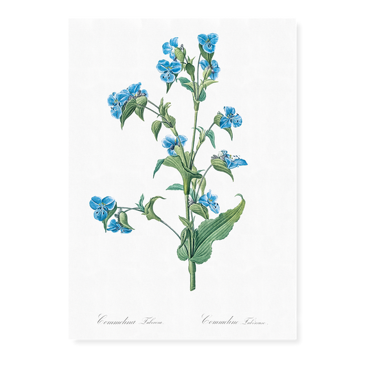 Commelina tuberosa By Pierre-Joseph Redouté - Art Print