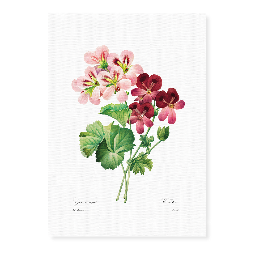 Geranium By Pierre-Joseph Redouté - Art Print