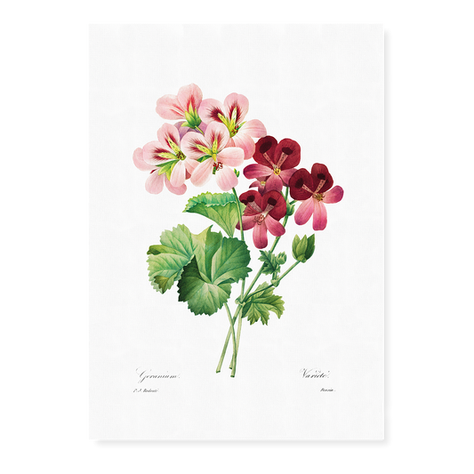 Geranium By Pierre-Joseph Redouté - Art Print