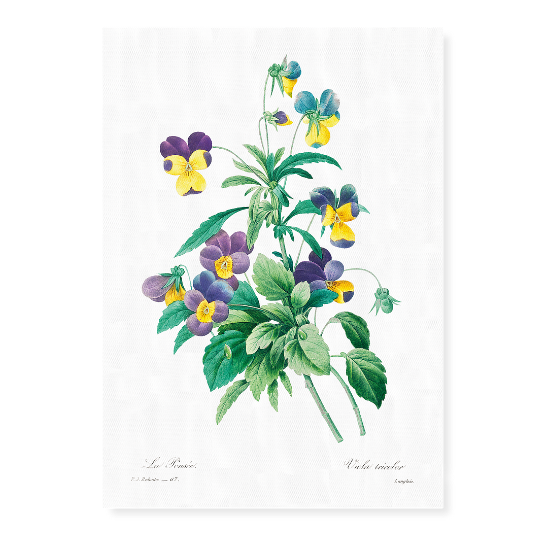 Wild pansy By Pierre-Joseph Redouté - Art Print