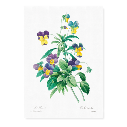 Wild pansy By Pierre-Joseph Redouté - Art Print