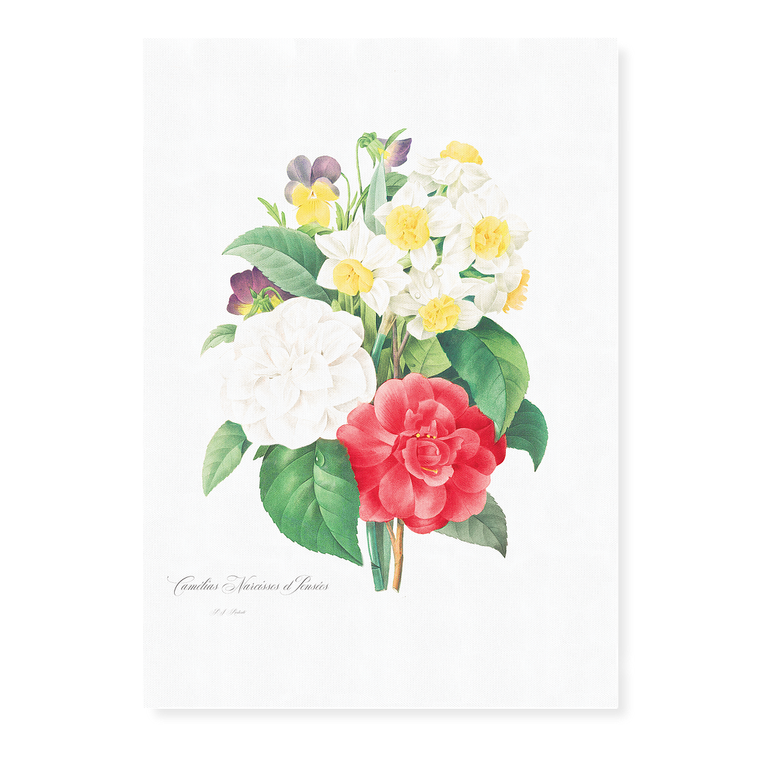 Camellia Narcissus and Pansy bouquet By Pierre-Joseph Redouté - Art Print