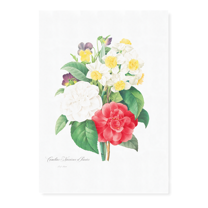 Camellia Narcissus and Pansy bouquet By Pierre-Joseph Redouté - Art Print