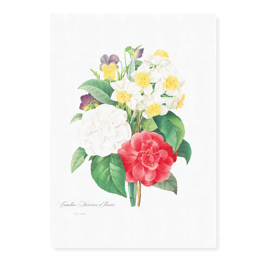 Camellia Narcissus and Pansy bouquet By Pierre-Joseph Redouté - Art Print