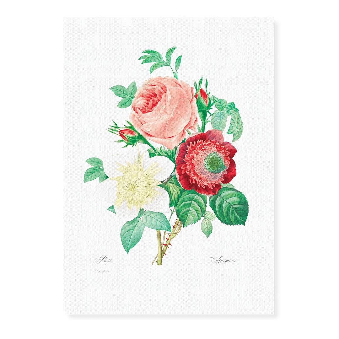 Anemone and cabbage rose By Pierre-Joseph Redouté - Art Print