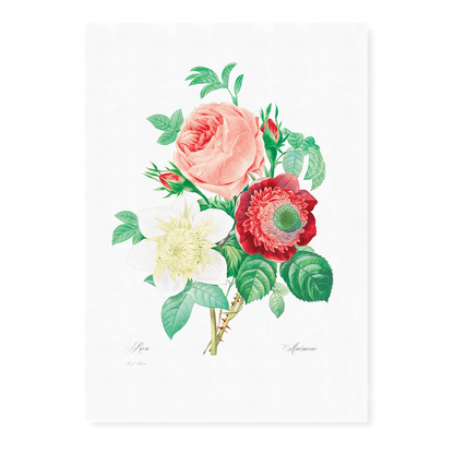 Anemone and cabbage rose By Pierre-Joseph Redouté - Art Print