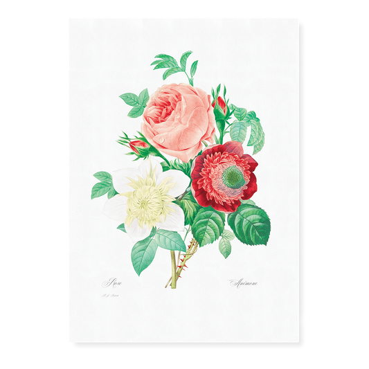 Anemone and cabbage rose By Pierre-Joseph Redouté - Art Print