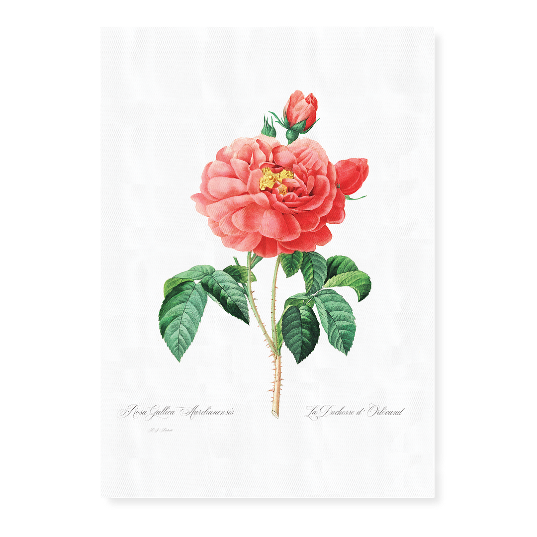 Pink rose By Pierre-Joseph Redouté - Art Print