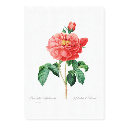 Pink rose By Pierre-Joseph Redouté - Art Print