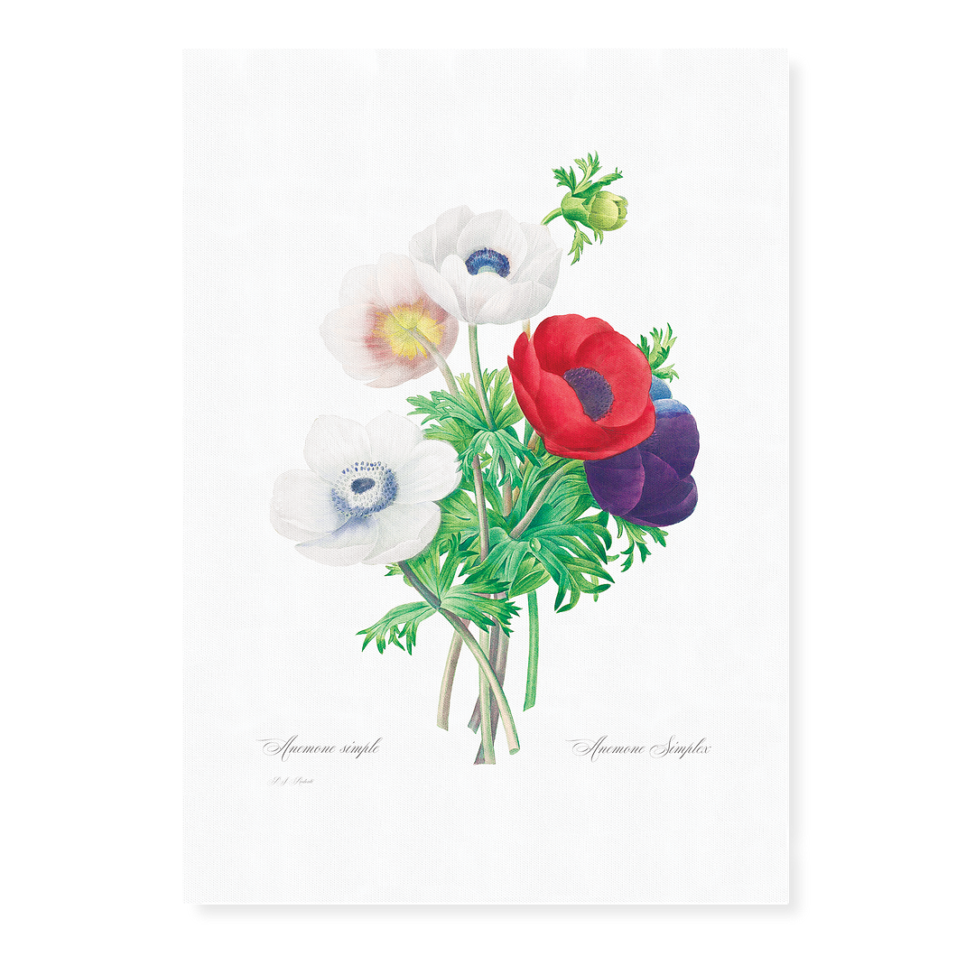 Anemone coronaria By Pierre-Joseph Redouté - Art Print