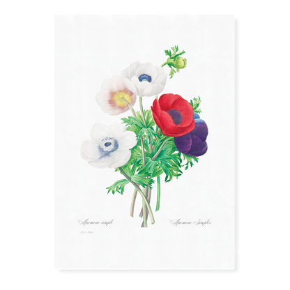 Anemone coronaria By Pierre-Joseph Redouté - Art Print