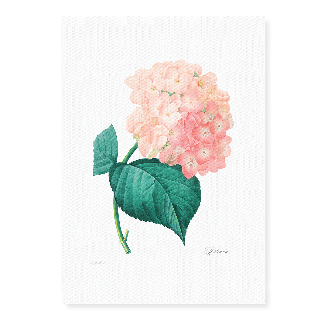 Hydrangea By Pierre-Joseph Redouté - Art Print