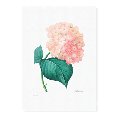 Hydrangea By Pierre-Joseph Redouté - Art Print