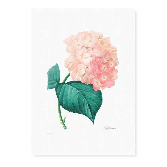 Hydrangea By Pierre-Joseph Redouté - Art Print