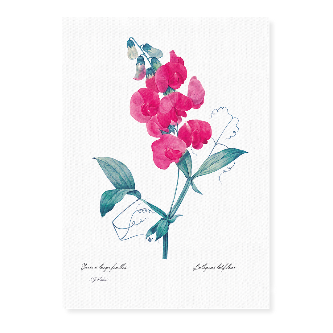 Everlasting Pea By Pierre-Joseph Redouté - Art Print