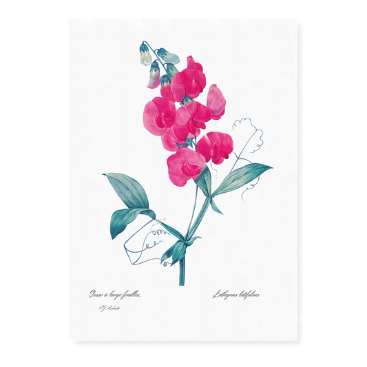 Everlasting Pea By Pierre-Joseph Redouté - Art Print