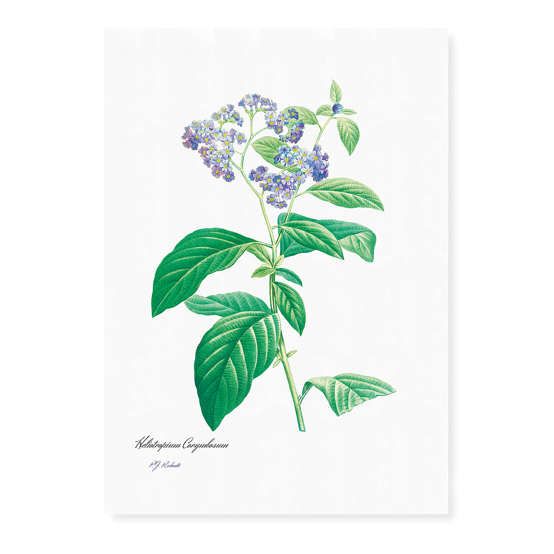 Forget Me Not By Pierre-Joseph Redouté - Art Print