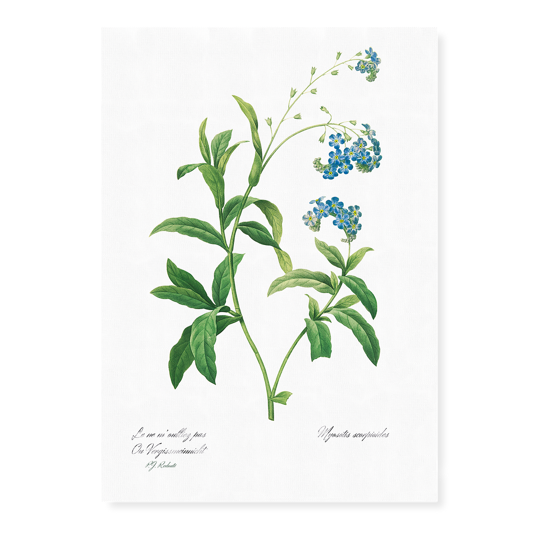 Forget Me Not Flower By Pierre-Joseph Redouté - Art Print