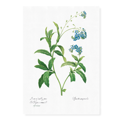 Forget Me Not Flower By Pierre-Joseph Redouté - Art Print