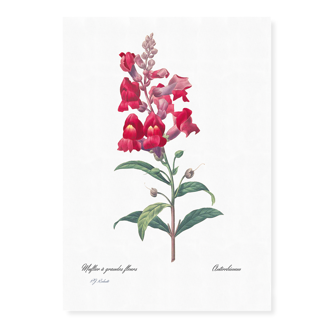 Anterinum from Choix des plus belles fleurs By Pierre-Joseph Redouté - Art Print