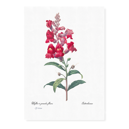 Anterinum from Choix des plus belles fleurs By Pierre-Joseph Redouté - Art Print